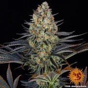 LSD Strain – product view 8