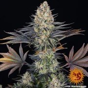 LSD Strain – product view 9