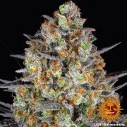 LSD Strain – product view 10