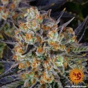 LSD Strain – product view 11