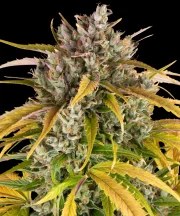 LSD Auto Strain – product view 1