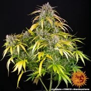 LSD Auto Strain – product view 2