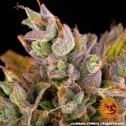 LSD Auto Strain – product view 3