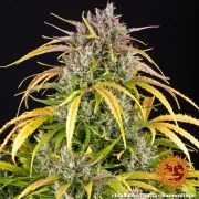 LSD Auto Strain – product view 4