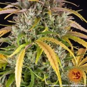 LSD Auto Strain – product view 5