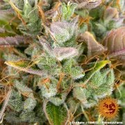LSD Auto Strain – product view 6