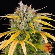LSD Auto Strain – product view 7