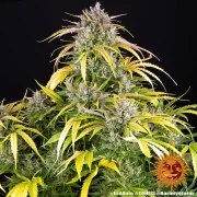 LSD Auto Strain – product view 8