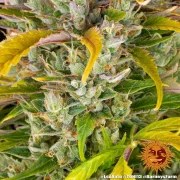 LSD Auto Strain – product view 9