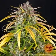 LSD Auto Strain – product view 10