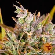 LSD Auto Strain – product view 11