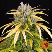 LSD Auto Strain – product view 12