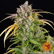 LSD Auto Strain – product view 13