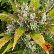 LSD Auto Strain – product view 14