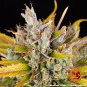 LSD Auto Strain – product view 15
