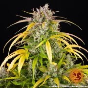 LSD Auto Strain – product view 16