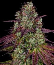 Mimosa EVO Strain – product view 1