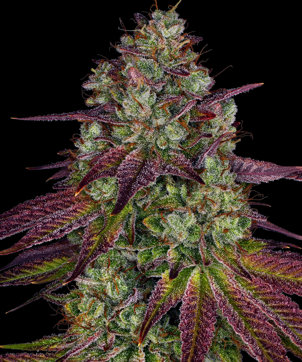 Mimosa EVO Strain – product view 1