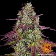 Mimosa EVO Strain – product view 2