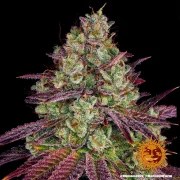 Mimosa EVO Strain – product view 3