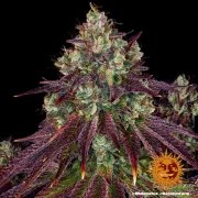 Mimosa EVO Strain – product view 4