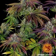 Mimosa EVO Strain – product view 5