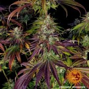 Mimosa EVO Strain – product view 6