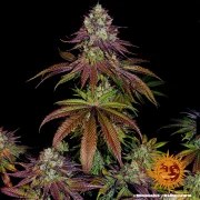 Mimosa EVO Strain – product view 7