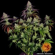 Mimosa EVO Strain – product view 8