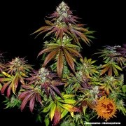 Mimosa EVO Strain – product view 9