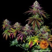 Mimosa EVO Strain – product view 10