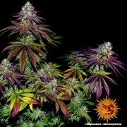 Mimosa EVO Strain – product view 11