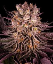 Mimosa x Orange Punch Strain – product view 1