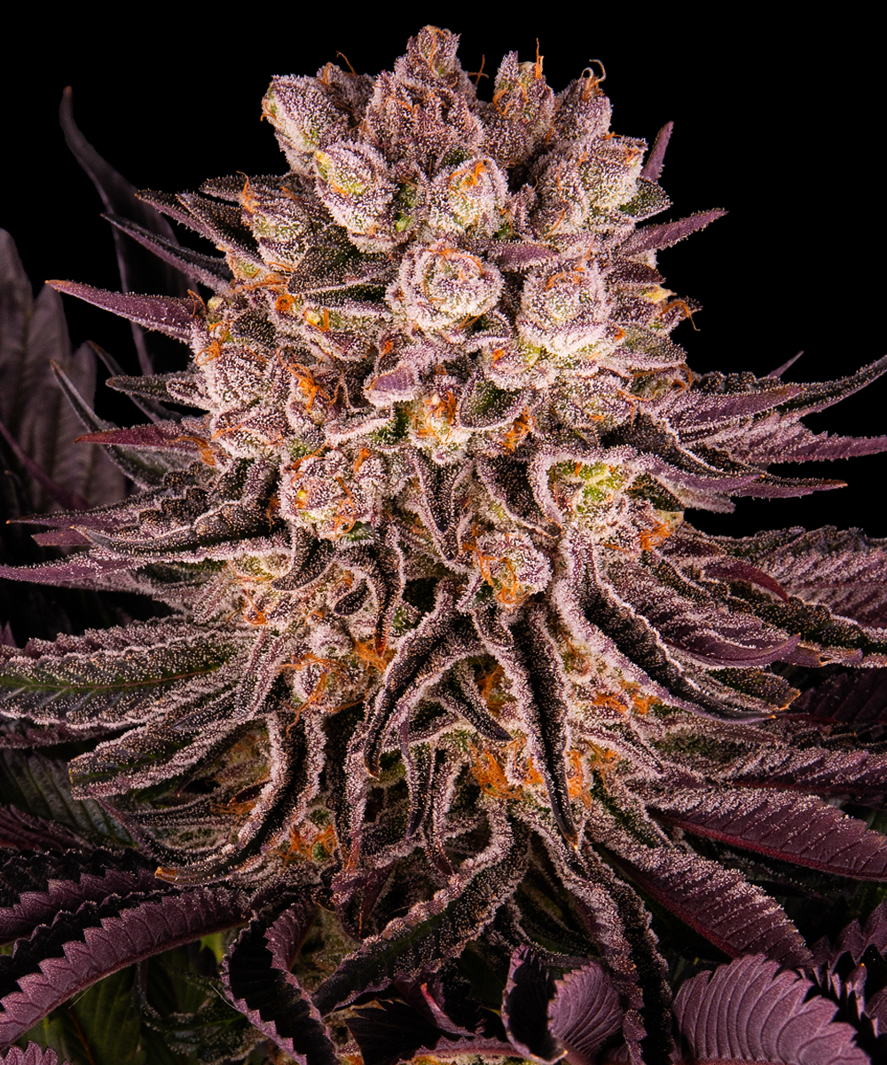 Mimosa x Orange Punch Strain – product view 1