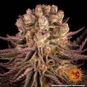 Mimosa x Orange Punch Strain – product view 2