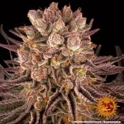 Mimosa x Orange Punch Strain – product view 3