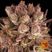 Mimosa x Orange Punch Strain – product view 4