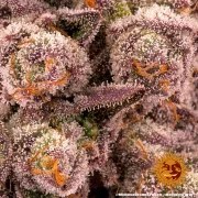 Mimosa x Orange Punch Strain – product view 5