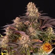 Mimosa x Orange Punch Strain – product view 6