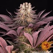 Mimosa x Orange Punch Strain – product view 7