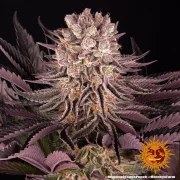 Mimosa x Orange Punch Strain – product view 8