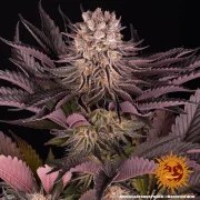 Mimosa x Orange Punch Strain – product view 9