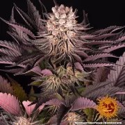 Mimosa x Orange Punch Strain – product view 10