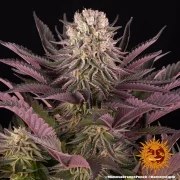 Mimosa x Orange Punch Strain – product view 11